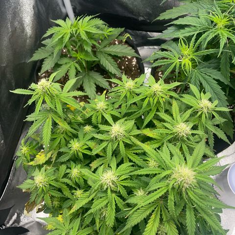Cookies Gelato Automatic growlog timeline photo