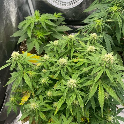 Cookies Gelato Automatic growlog timeline photo