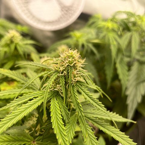 Cookies Gelato Automatic growlog timeline photo
