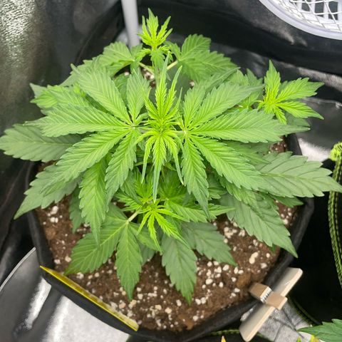 Tyson 2.0 Corkscrew Auto growlog timeline photo
