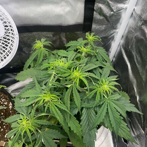 Cookies Gelato Automatic growlog timeline photo