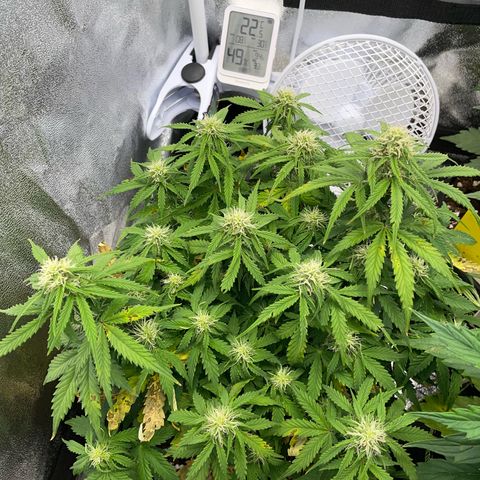 Cookies Gelato Automatic growlog timeline photo
