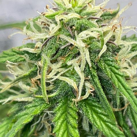 Cookies Gelato Automatic growlog timeline photo