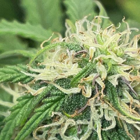 Cookies Gelato Automatic growlog timeline photo