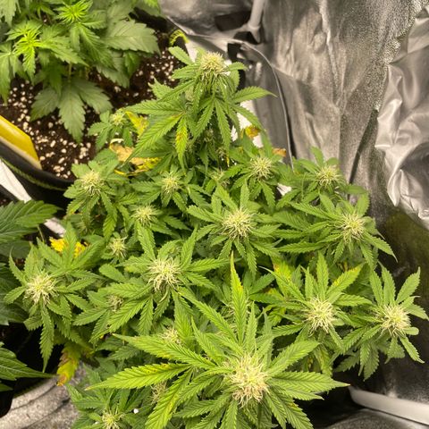 Cookies Gelato Automatic growlog timeline photo