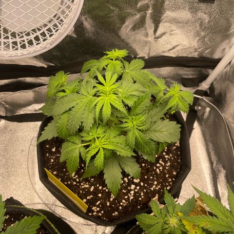 Tyson 2.0 Corkscrew Auto growlog timeline photo