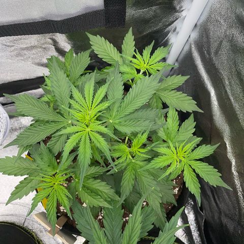 Tyson 2.0 Corkscrew Auto growlog timeline photo