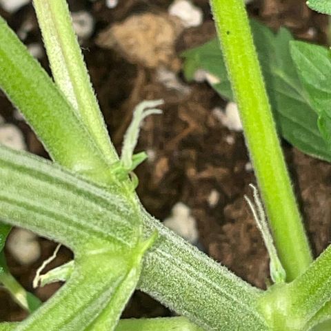 Tyson 2.0 Corkscrew Auto growlog timeline photo