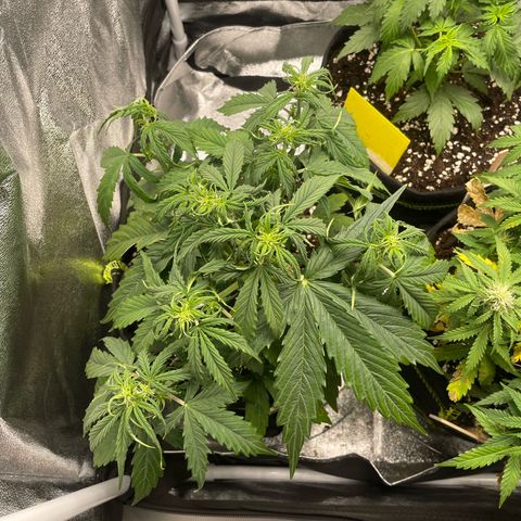 Cookies Gelato Automatic growlog timeline photo