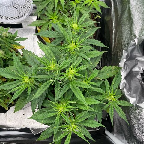 Cookies Gelato Automatic growlog timeline photo