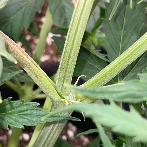 Cookies Gelato Automatic growlog timeline photo