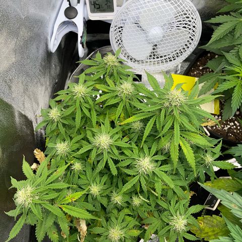Cookies Gelato Automatic growlog timeline photo