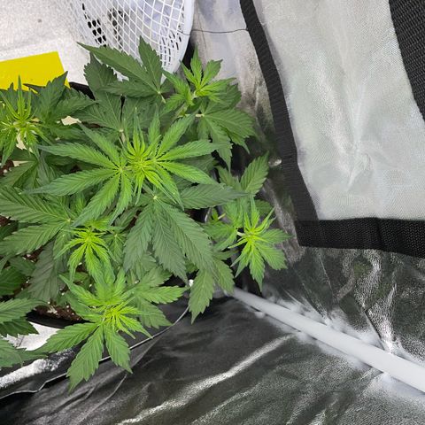 Tyson 2.0 Corkscrew Auto growlog timeline photo