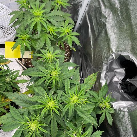 Cookies Gelato Automatic growlog timeline photo