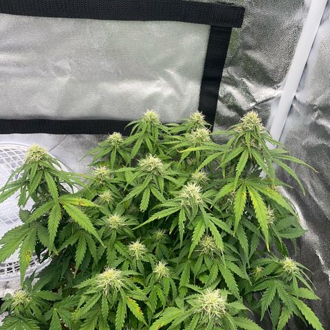 Cookies Gelato Automatic growlog timeline photo