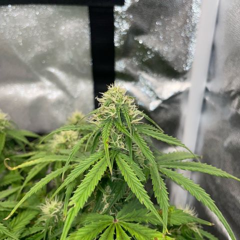 Cookies Gelato Automatic growlog timeline photo