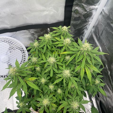 Cookies Gelato Automatic growlog timeline photo