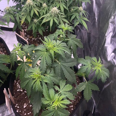 Tyson 2.0 Corkscrew Auto growlog timeline photo