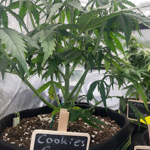 Cookies Gelato Automatic growlog timeline photo