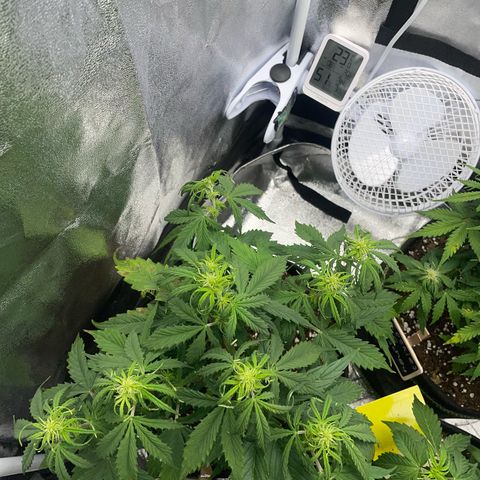 Cookies Gelato Automatic growlog timeline photo