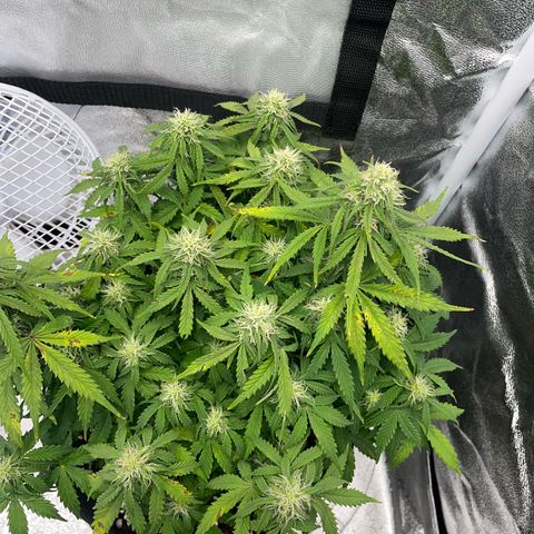 Cookies Gelato Automatic growlog timeline photo