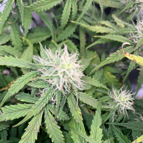 Cookies Gelato Automatic growlog timeline photo