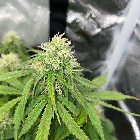 Cookies Gelato Automatic growlog timeline photo