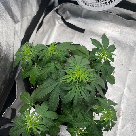 Tyson 2.0 Corkscrew Auto growlog timeline photo