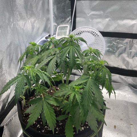Tyson 2.0 Corkscrew Auto growlog timeline photo