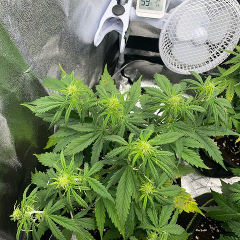 Cookies Gelato Automatic growlog timeline photo