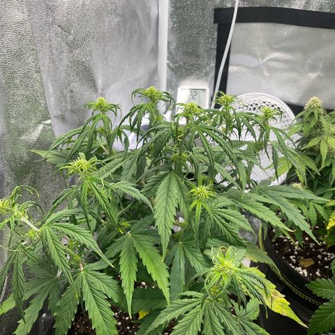 Cookies Gelato Automatic growlog timeline photo