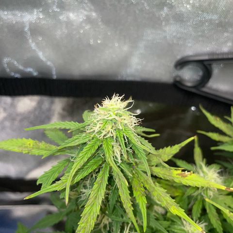 Cookies Gelato Automatic growlog timeline photo