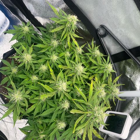 Cookies Gelato Automatic growlog timeline photo