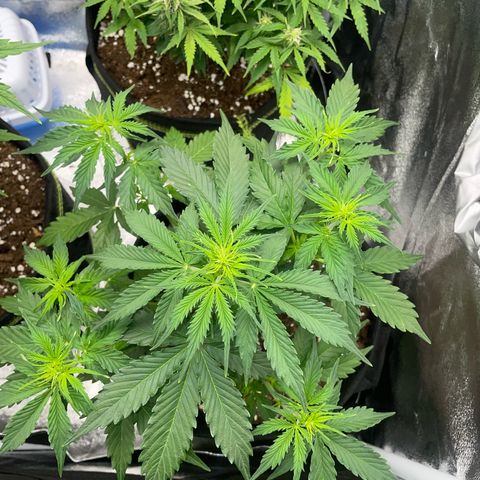 Tyson 2.0 Corkscrew Auto growlog timeline photo