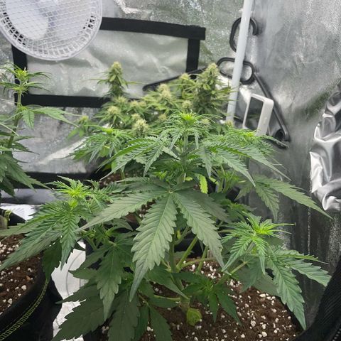 Tyson 2.0 Corkscrew Auto growlog timeline photo