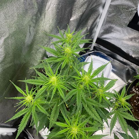 Cookies Gelato Automatic growlog timeline photo