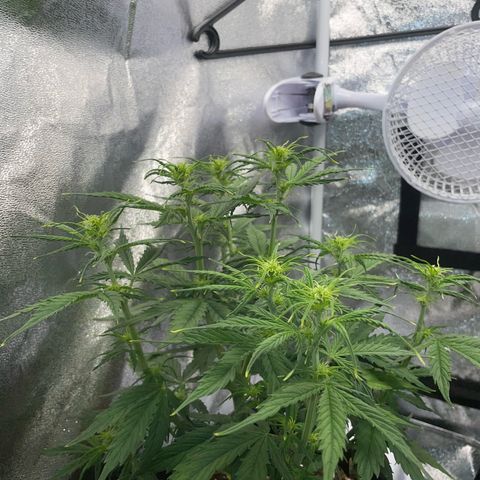Cookies Gelato Automatic growlog timeline photo