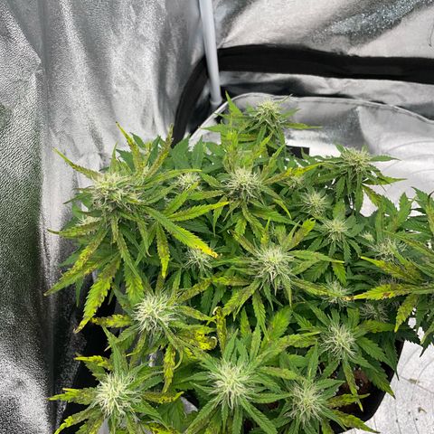 Cookies Gelato Automatic growlog timeline photo