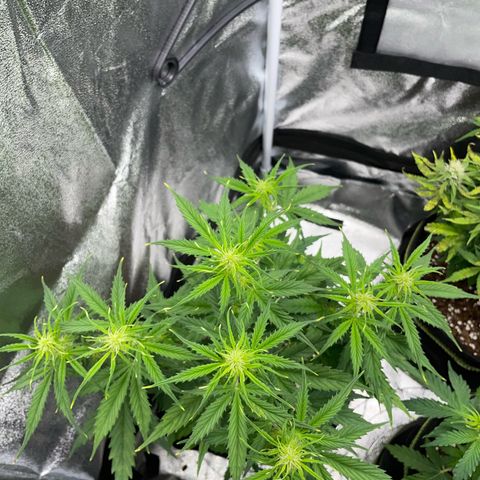 Cookies Gelato Automatic growlog timeline photo