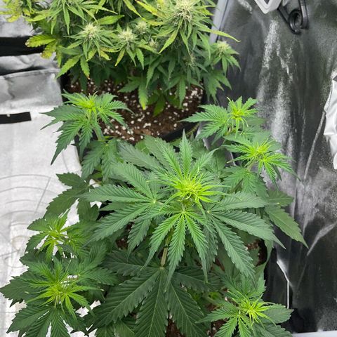 Tyson 2.0 Corkscrew Auto growlog timeline photo