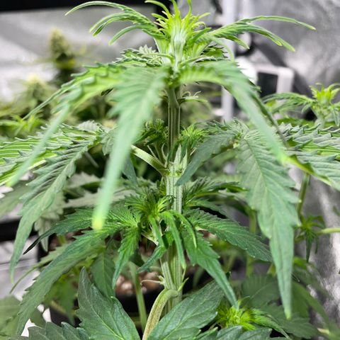 Tyson 2.0 Corkscrew Auto growlog timeline photo