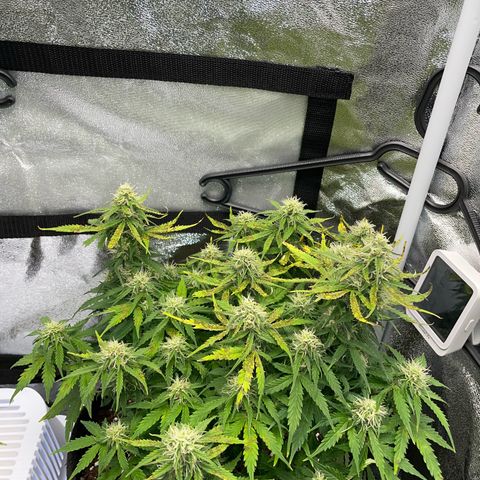 Cookies Gelato Automatic growlog timeline photo
