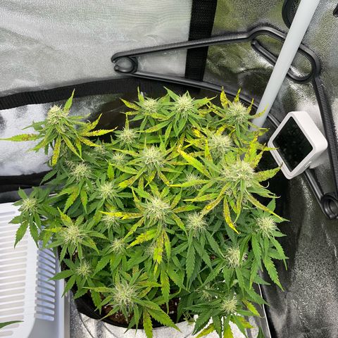 Cookies Gelato Automatic growlog timeline photo