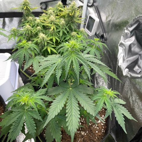 Tyson 2.0 Corkscrew Auto growlog timeline photo