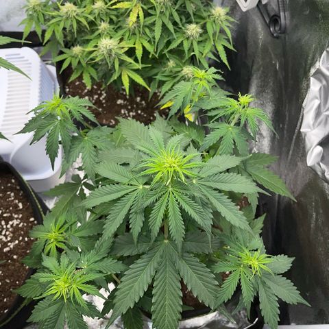 Tyson 2.0 Corkscrew Auto growlog timeline photo