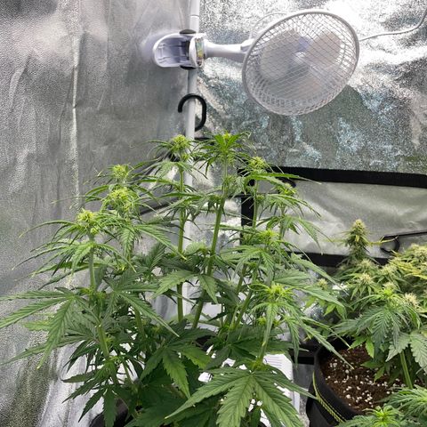 Cookies Gelato Automatic growlog timeline photo