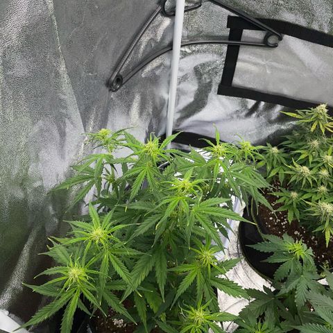 Cookies Gelato Automatic growlog timeline photo