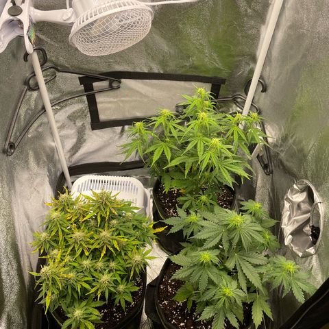 Tyson 2.0 Corkscrew Auto growlog timeline photo