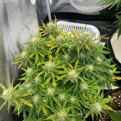 Cookies Gelato Automatic growlog timeline photo