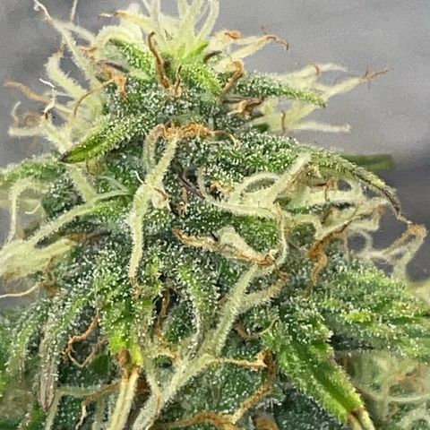 Cookies Gelato Automatic growlog timeline photo